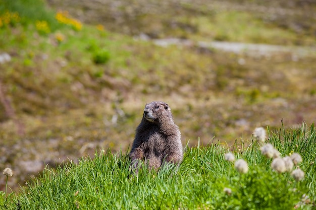 Marmot