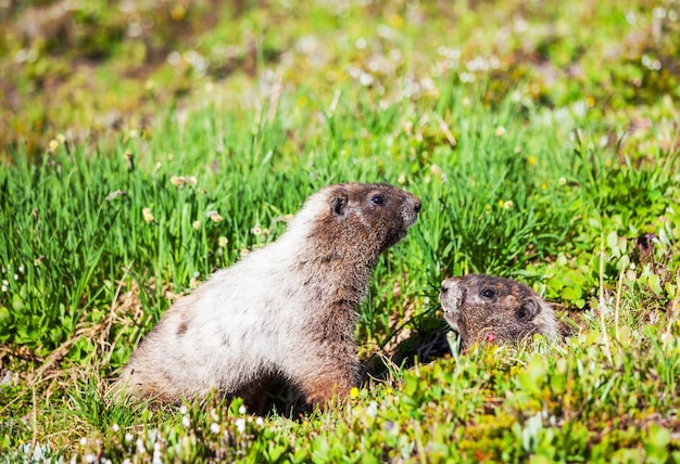 Photo marmot