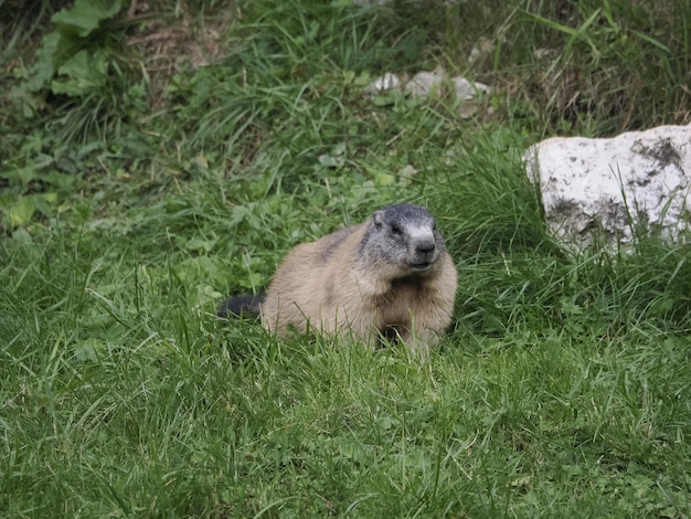 Marmotmarmot buiten nestportret