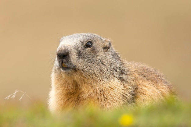 Marmotportret terwijl je naar je kijkt op rotsen en grasachtergrond