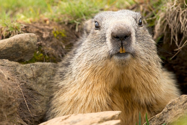 Marmotportret terwijl je naar je kijkt op rotsen en grasachtergrond