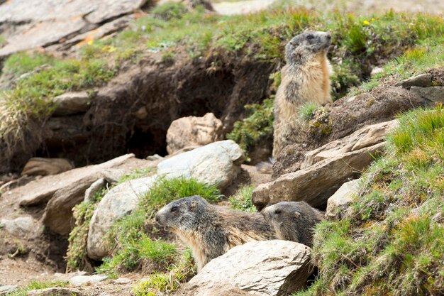 Marmotportret terwijl je naar je kijkt op rotsen en grasachtergrond