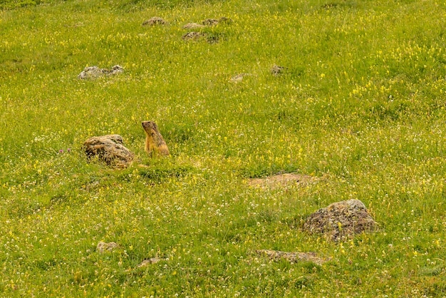 ピレネー山脈のリペラ渓谷にあるサルトデテンデネラ近くのグリーンの隅にあるマーモット