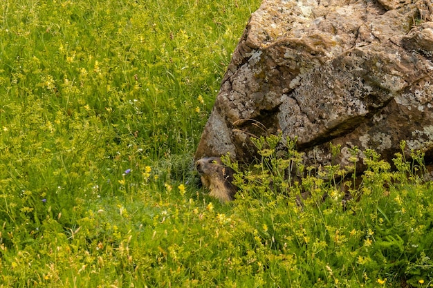 ピレネー山脈のリペラ渓谷にあるサルトデテンデネラ近くのグリーンの隅にあるマーモット