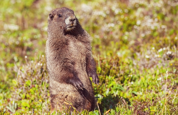 Marmotten op weide in de zomerbergen, wilde natuur in noord-amerika