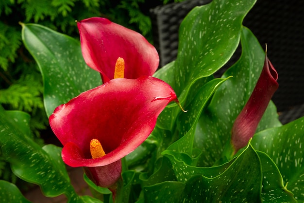 Maroon flower of calla and green leaves