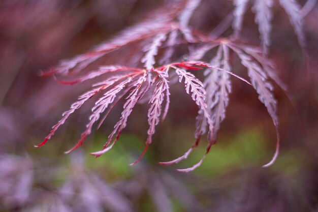 Foto foglie marroni dell'albero acer palmatum