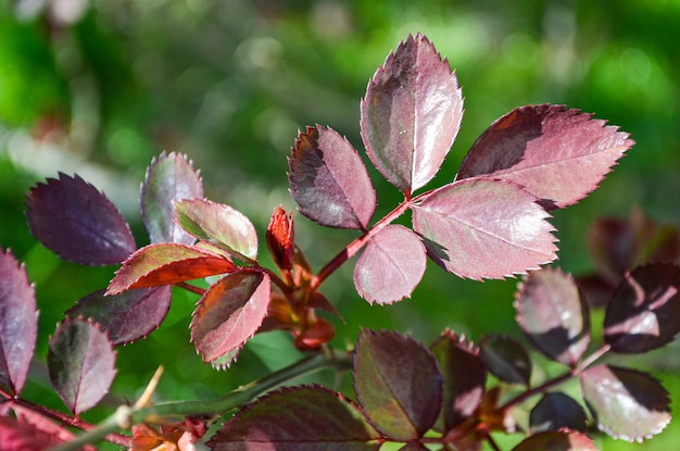 Maroon rose's leaves