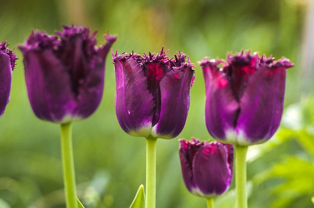 Maroon tulips in the sun. Selective