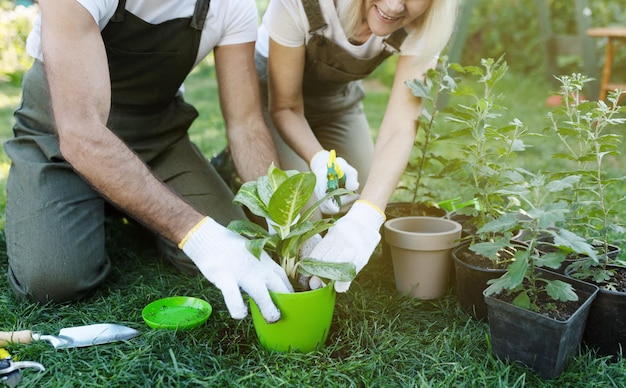 Married gardeners couple planting flowers together enjoying doing everything together crop