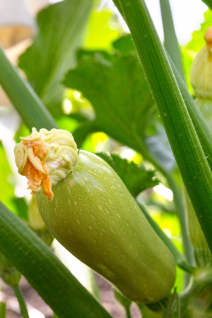 Marrow on a white background