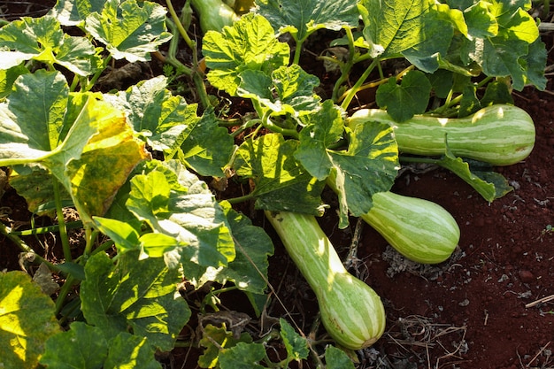 marrow with 3 fruits and flowers in the garden