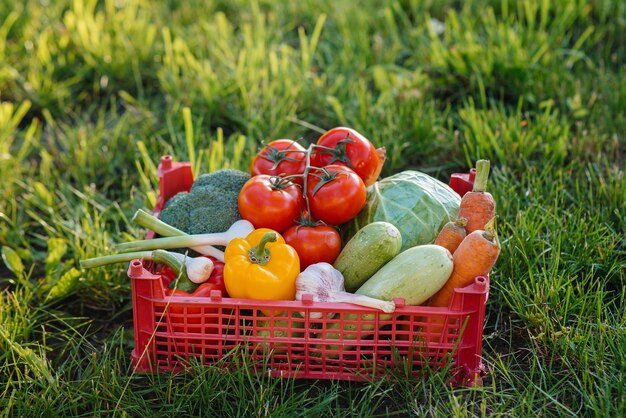 Marsh box met groenten verzameld uit de tuin