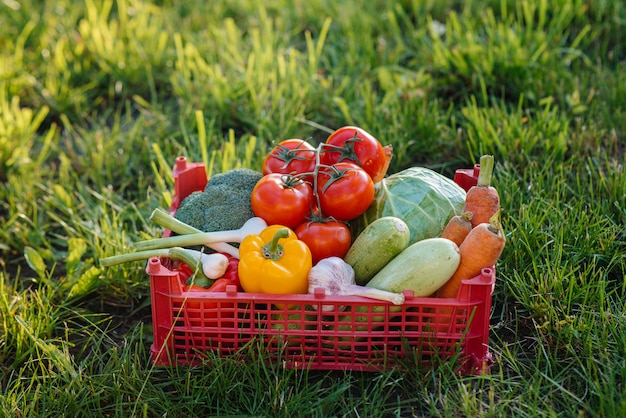 環境にやさしい庭園から採れた熟した美しい野菜が入ったマーシュボックス。健康的な生活様式。環境にやさしい健康食品。