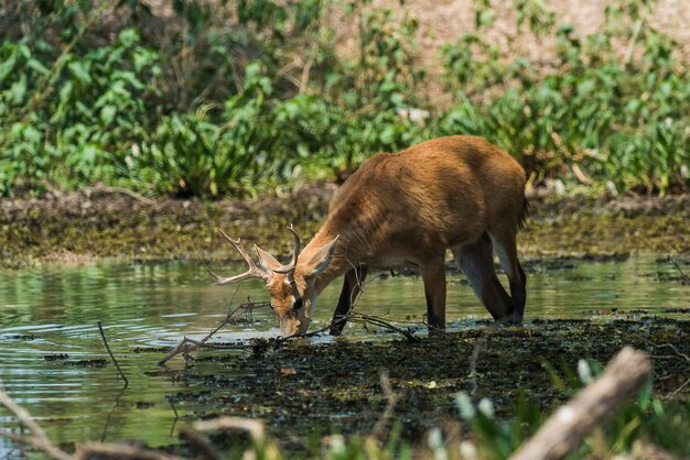 Photo marsh deer pantanal brazil