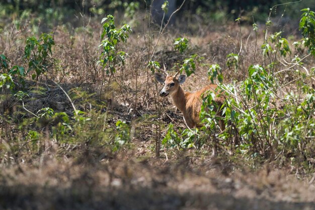 Marsh deer pantanal Brazil