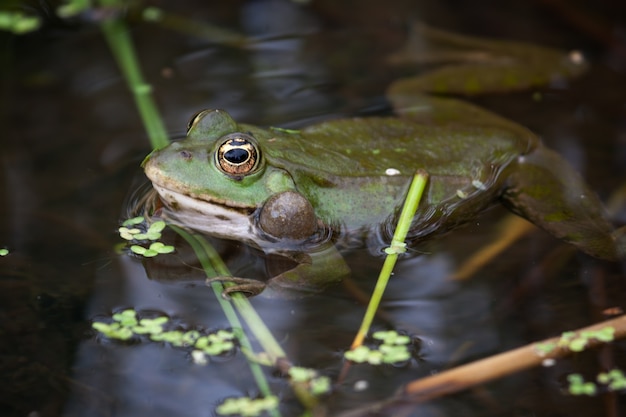 Marsh Frog rust in een vijver