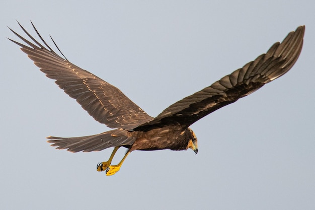 Marsh Harrier circus aeruginosus common bird in aiguamolls emporda mediterranean girona spain