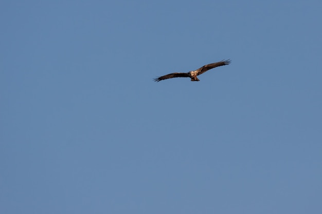 겨울 오후에 Elmley Marshes에서 사냥하는 Marsh Harrier(Circus aeruginosus)