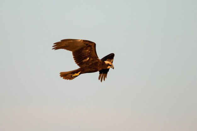 Foto il harrier delle paludi di vransko jezero