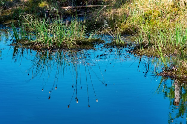 Marsh landscape with grass tussocks and reflection in open water