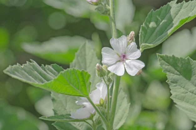 Marsh mallow Althaea officinalis