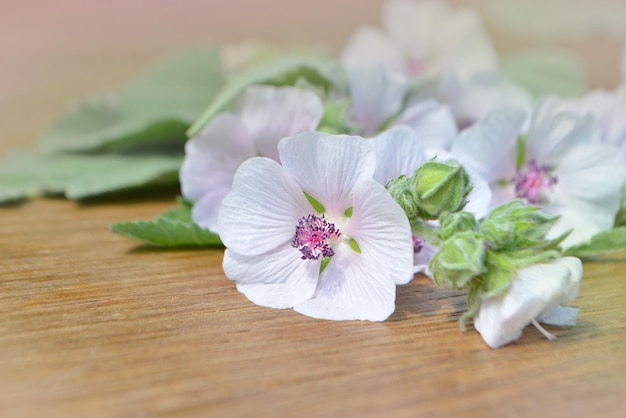 Marsh mallow bloemen