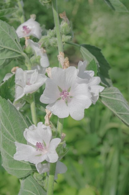 Marsh mallow flower