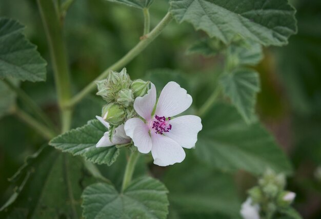 Marsh mallow summer flowers