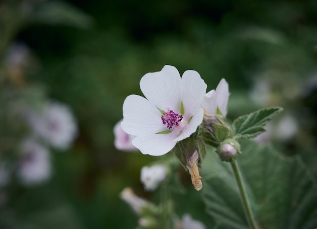 Marsh mallow summer flowers