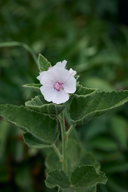 Marsh mallow summer flowers