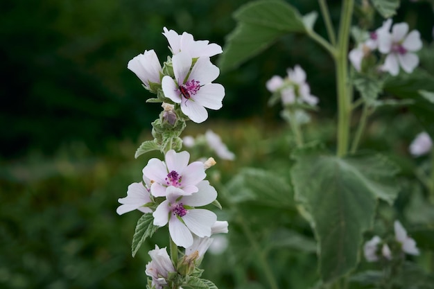 Marsh mallow summer flowers