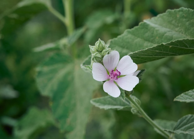 Marsh mallow summer flowers