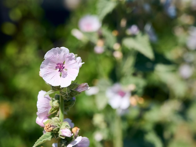 Marsh mallow summer flowers