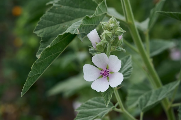 Marsh mallow summer flowers