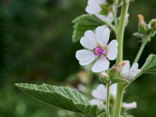 Marsh mallow summer flowers