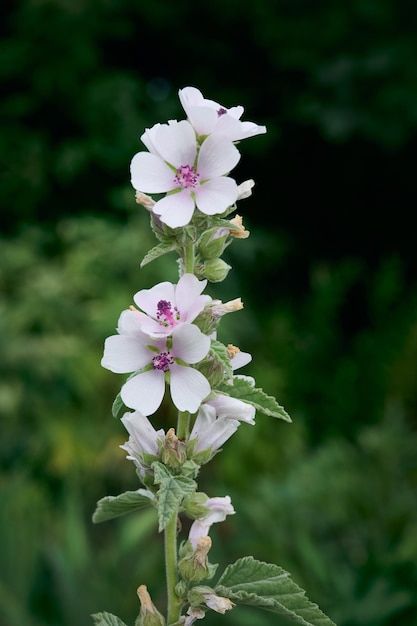 Marsh mallow summer flowers