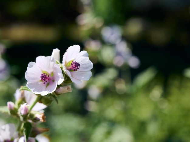 Marsh mallow summer flowers