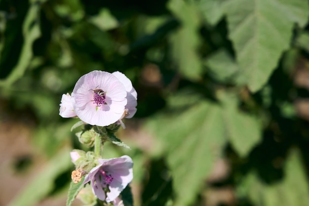 Marsh mallow zomerbloemen