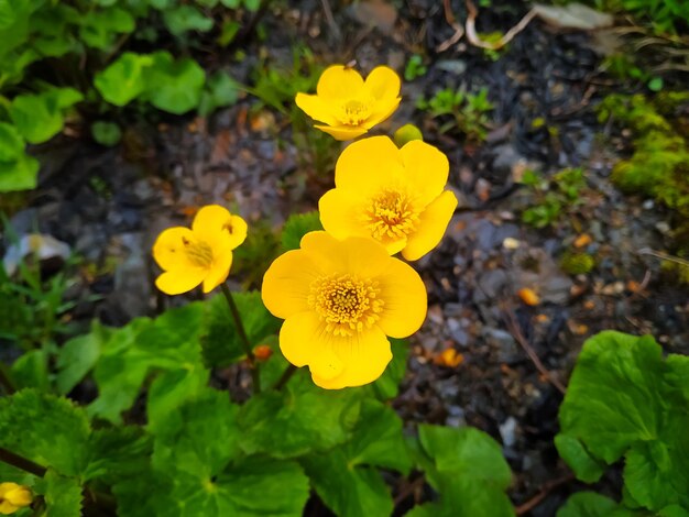 Marsh Marigold Caltha palustris in bloom