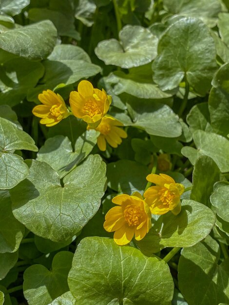 Marsh Marigold Caltha palustris flowers