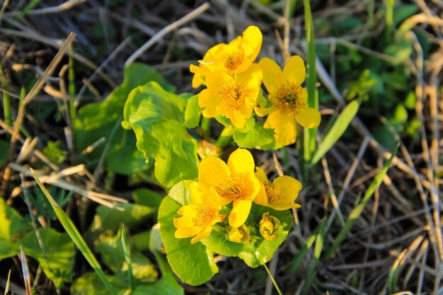 牧草地のマーシュマリーゴールド（Caltha palustris）