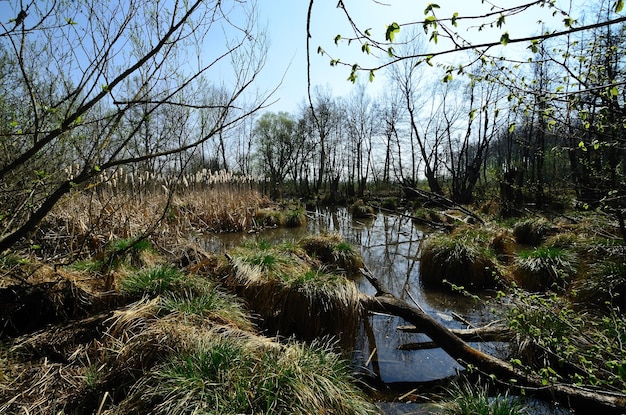 Marsh in nature