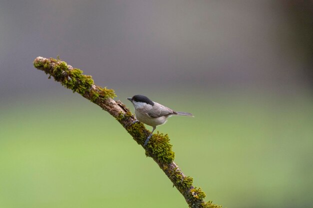 Photo marsh tit (poecile palustris) leon, spain