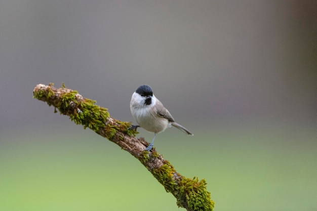 Болотная синица (Poecile palustris) Леон, Испания