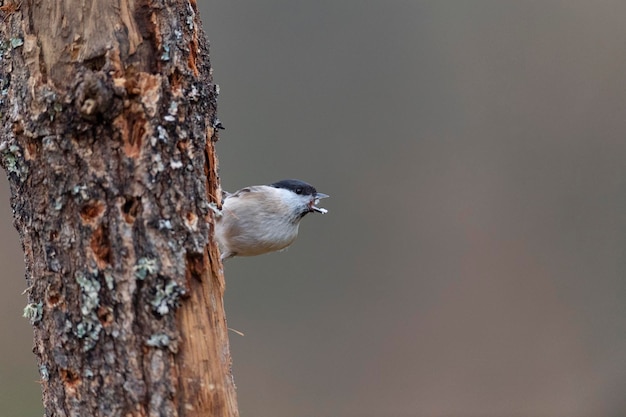 Marsh tit (Poecile palustris) Leon, Spain