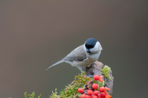 습지박새(Poecile palustris) 레온, 스페인