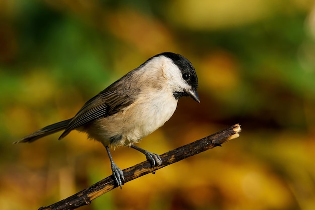 シジュウカラ Poecile palustris