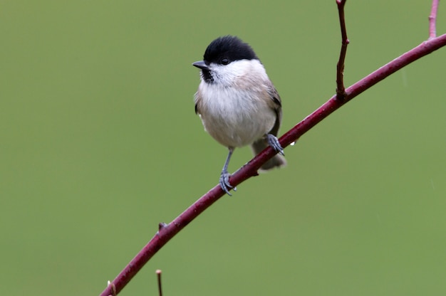 枝、鳥、動物、Poecile palustrisの夕日の光と湿地シジュウカラ