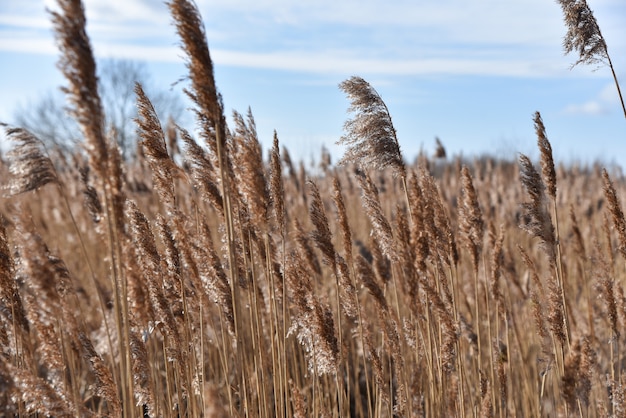 Marshes and sedges in the wind